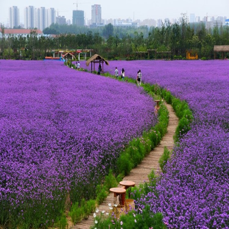 柳葉馬鞭草種子多年生宿根草花種子景觀(guān)綠化花?；榧啍z影觀(guān)花種子