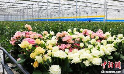 甘肅臨夏牽手荷蘭企業(yè)研發(fā)花卉 冀更多產(chǎn)品搶占市場(chǎng)